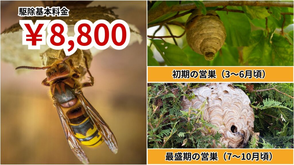 三田市のスズメバチの巣駆除料金｜巣の大きさ・場所別の目安を安心公開