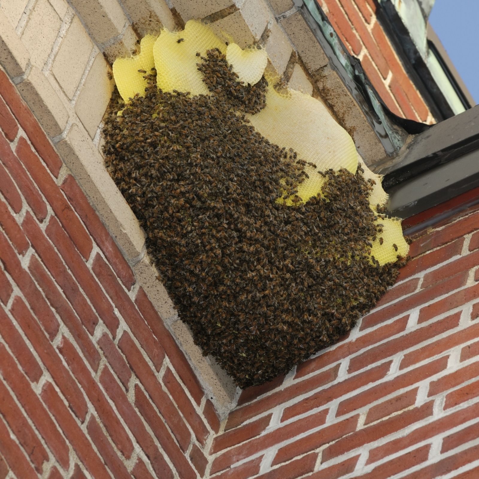 上郡町のミツバチの巣｜習性と刺される危険性を理解して巣の放置リスクに対処