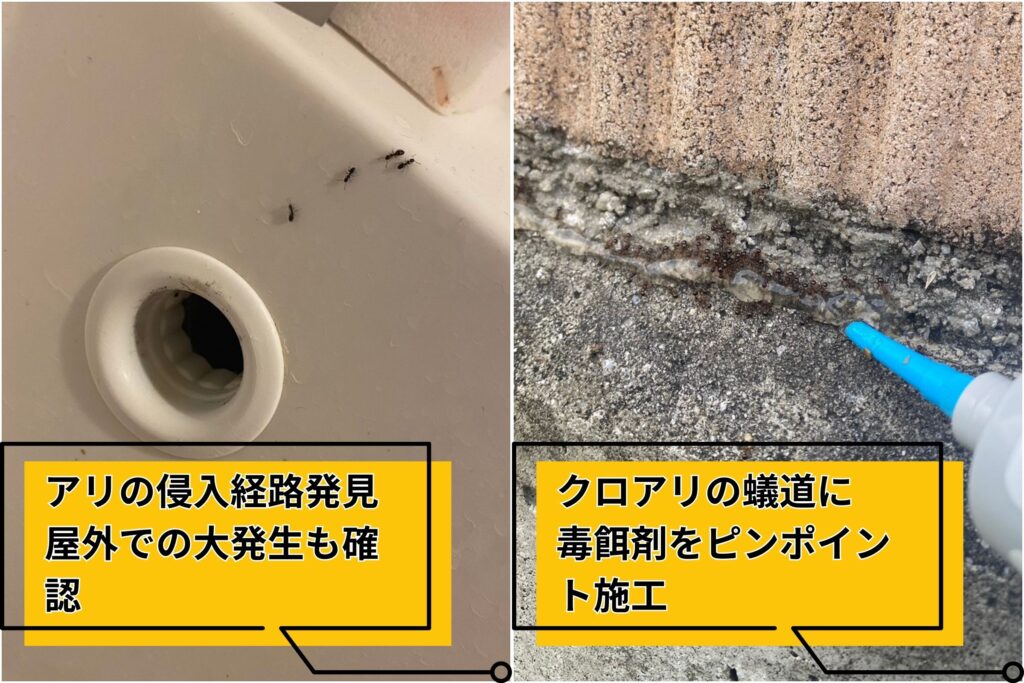 神戸市東灘区で住宅内に侵入したアリの侵入経路を確認し、活動箇所へ業務用ベイト剤を設置して駆除している様子