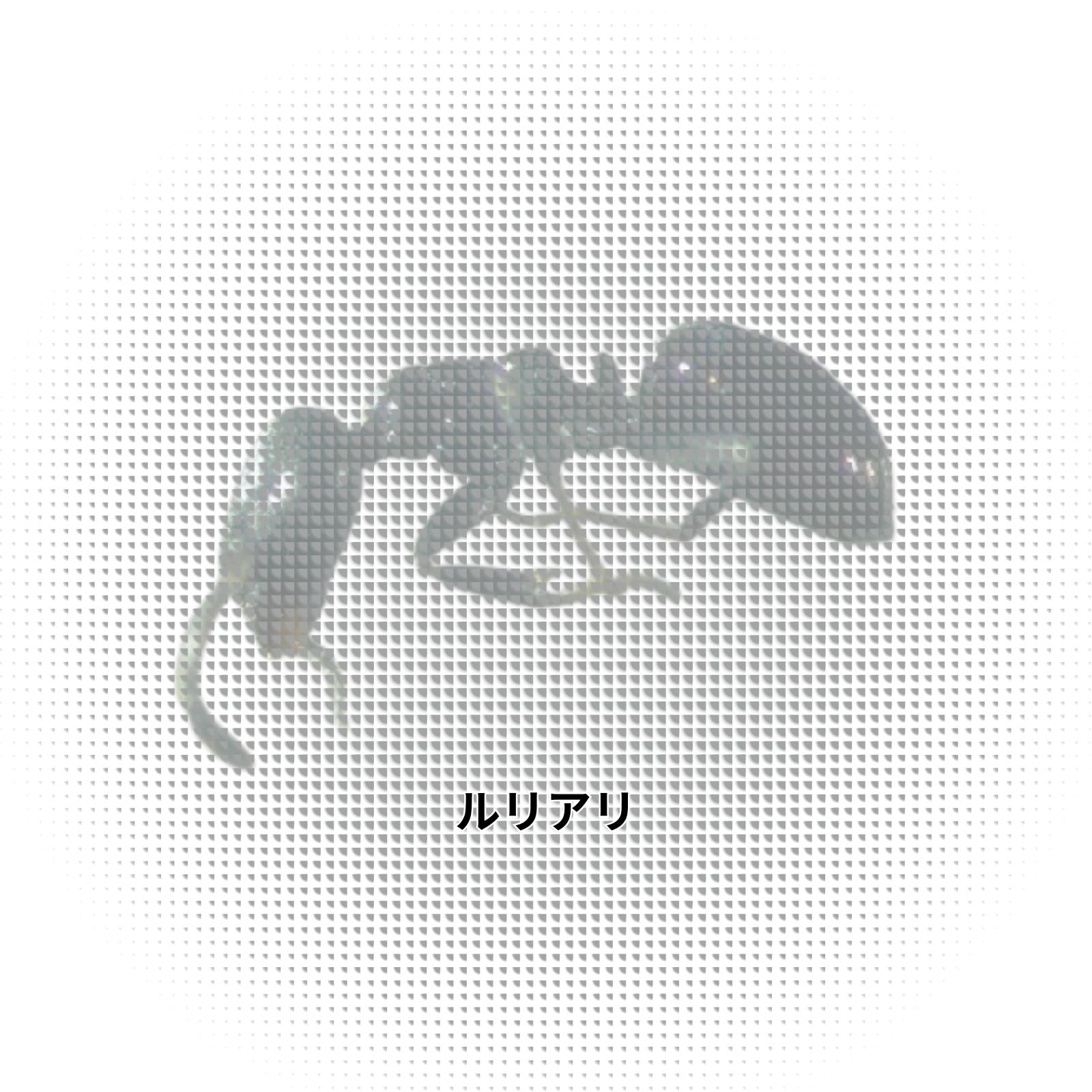 ルリアリ|行動特性と侵入リスクを把握して被害を最小限に抑える