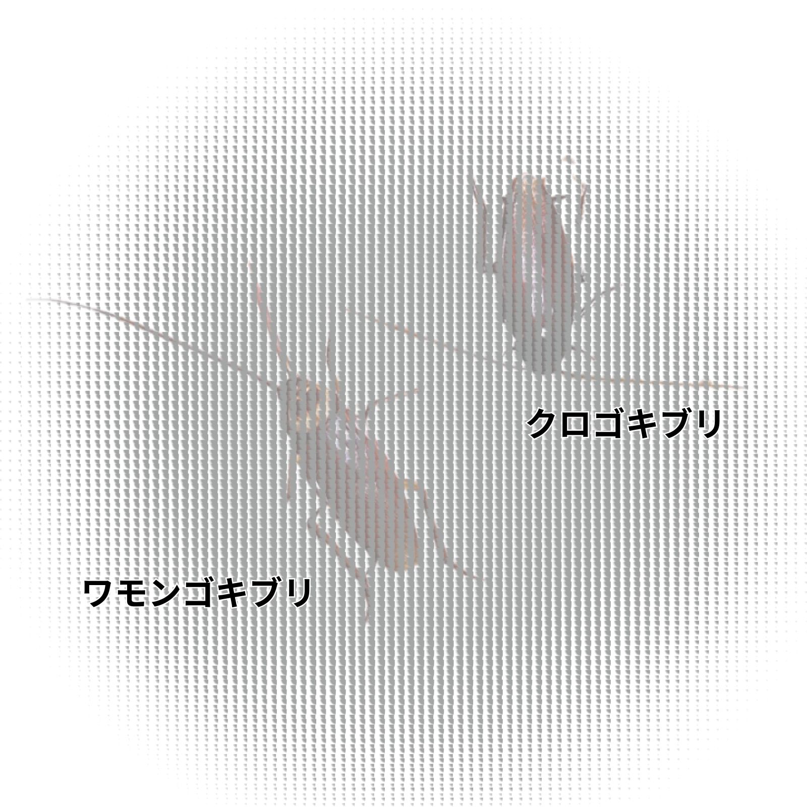 クロゴキブリ・ワモンゴキブリ｜生態と行動パターンを理解して衛生リスクを未然に防ぐ