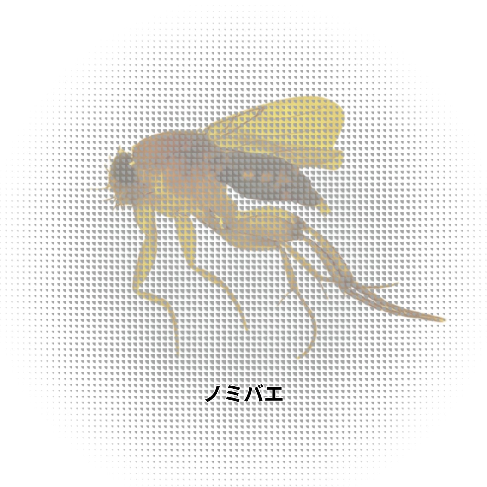 ノミバエ|発生の特徴と繁殖リスクを知り被害拡大を防止