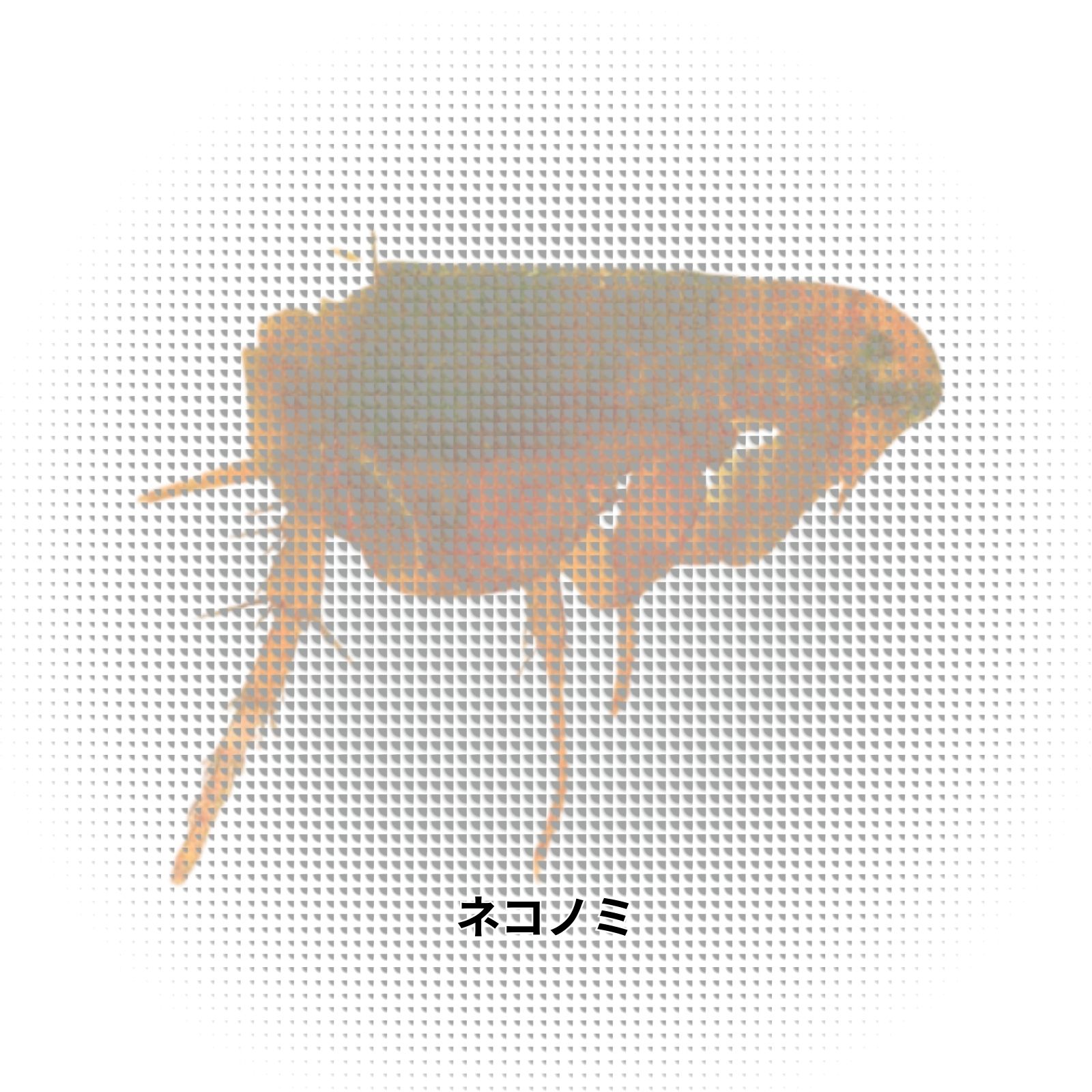 ネコノミ|吸血被害と生態を理解して健康トラブルを予防