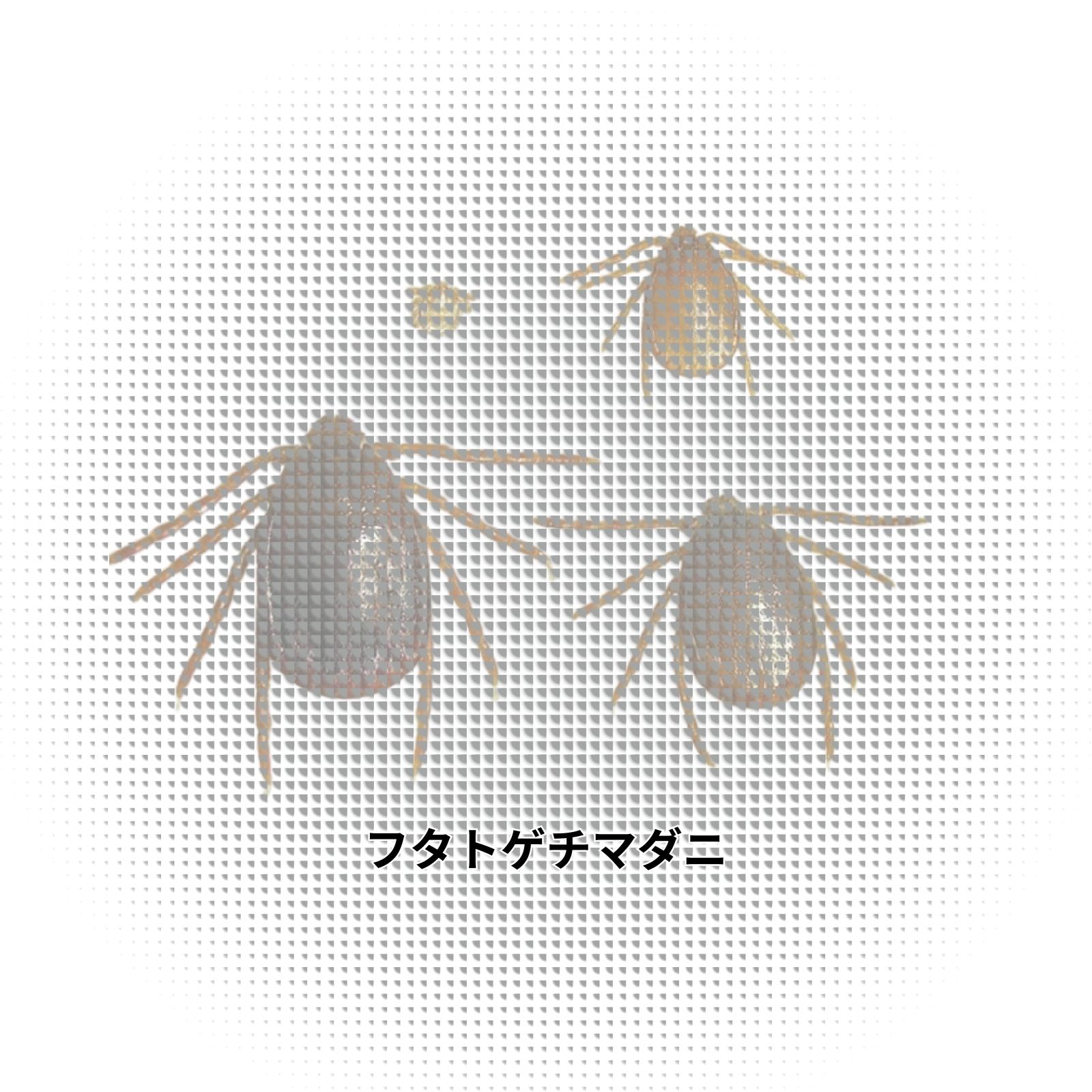 フタトゲチマダニ｜生態と吸血リスクを知り早期対処で被害を防ぐ