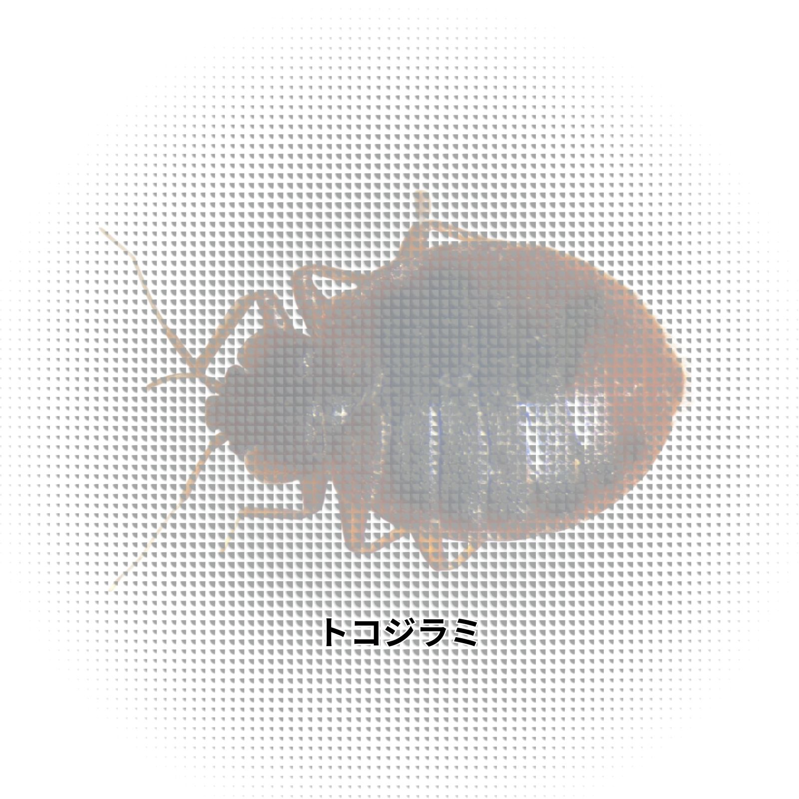 トコジラミ｜生態と潜伏習性を把握して被害拡大前に早期発見・対処