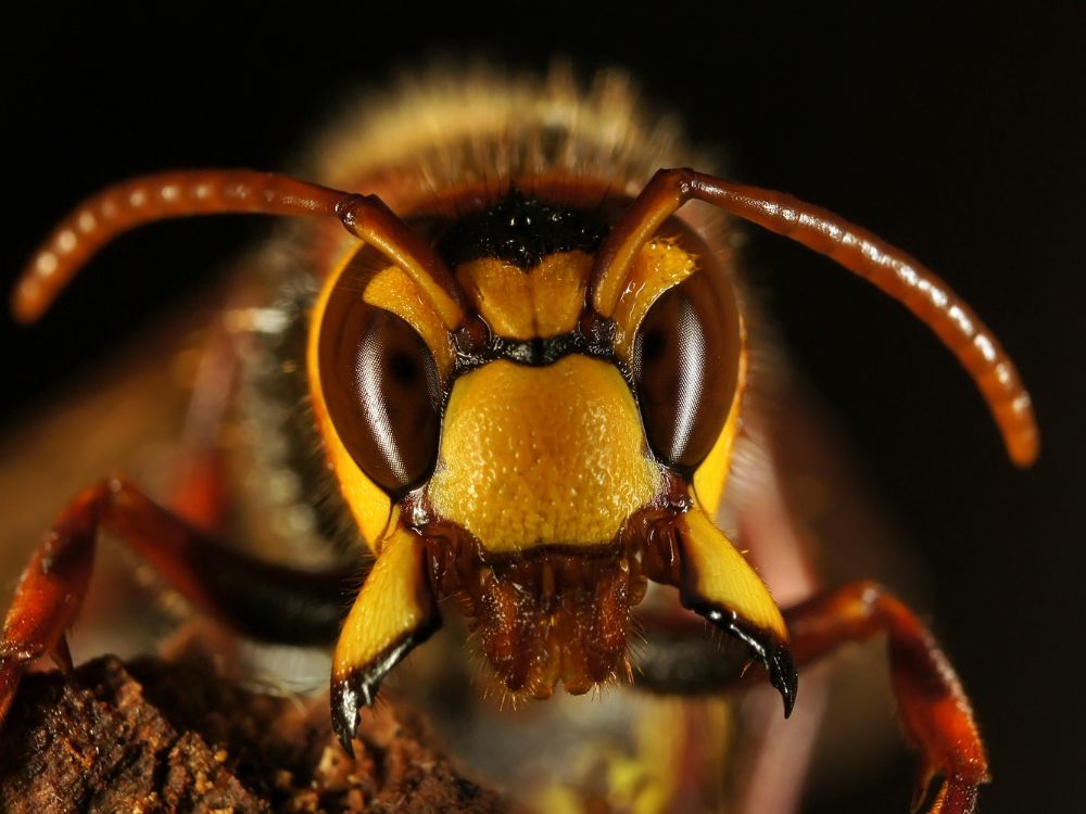 スズメバチのイメージ画像