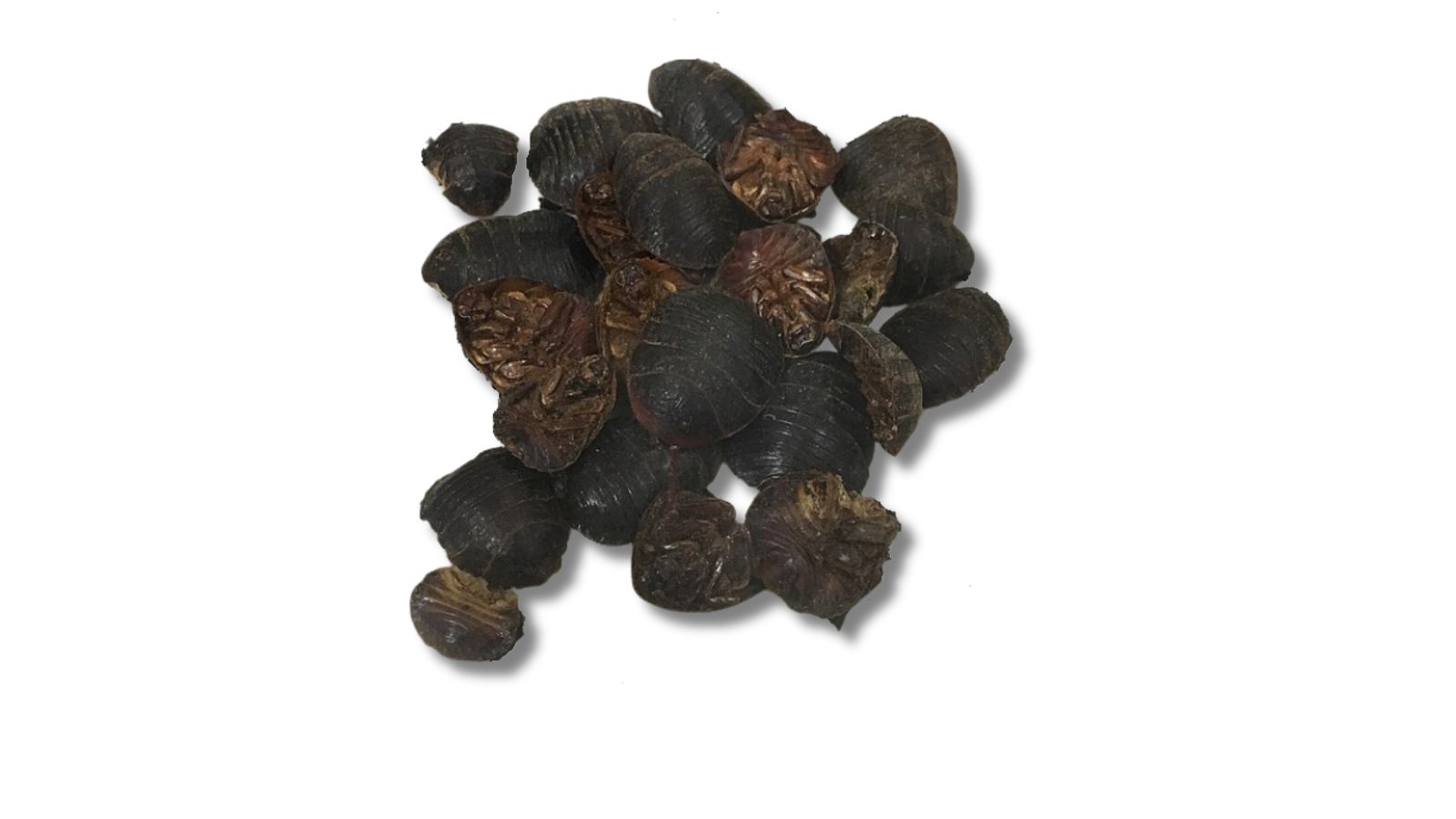 チュウゴクゴキブリ(Eupolyphaga sinensis・翅が退化した種)