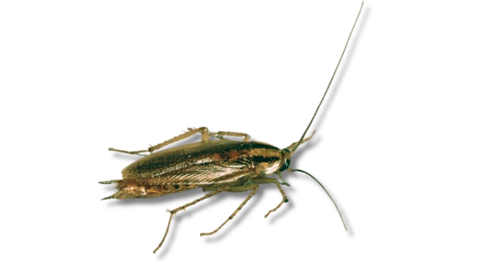 チャバネゴキブリの成虫(Blattella germanica・飲食店で多い小型種)