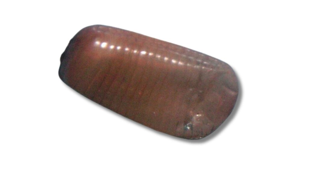 チャバネゴキブリの卵鞘(繁殖の原因となる卵)