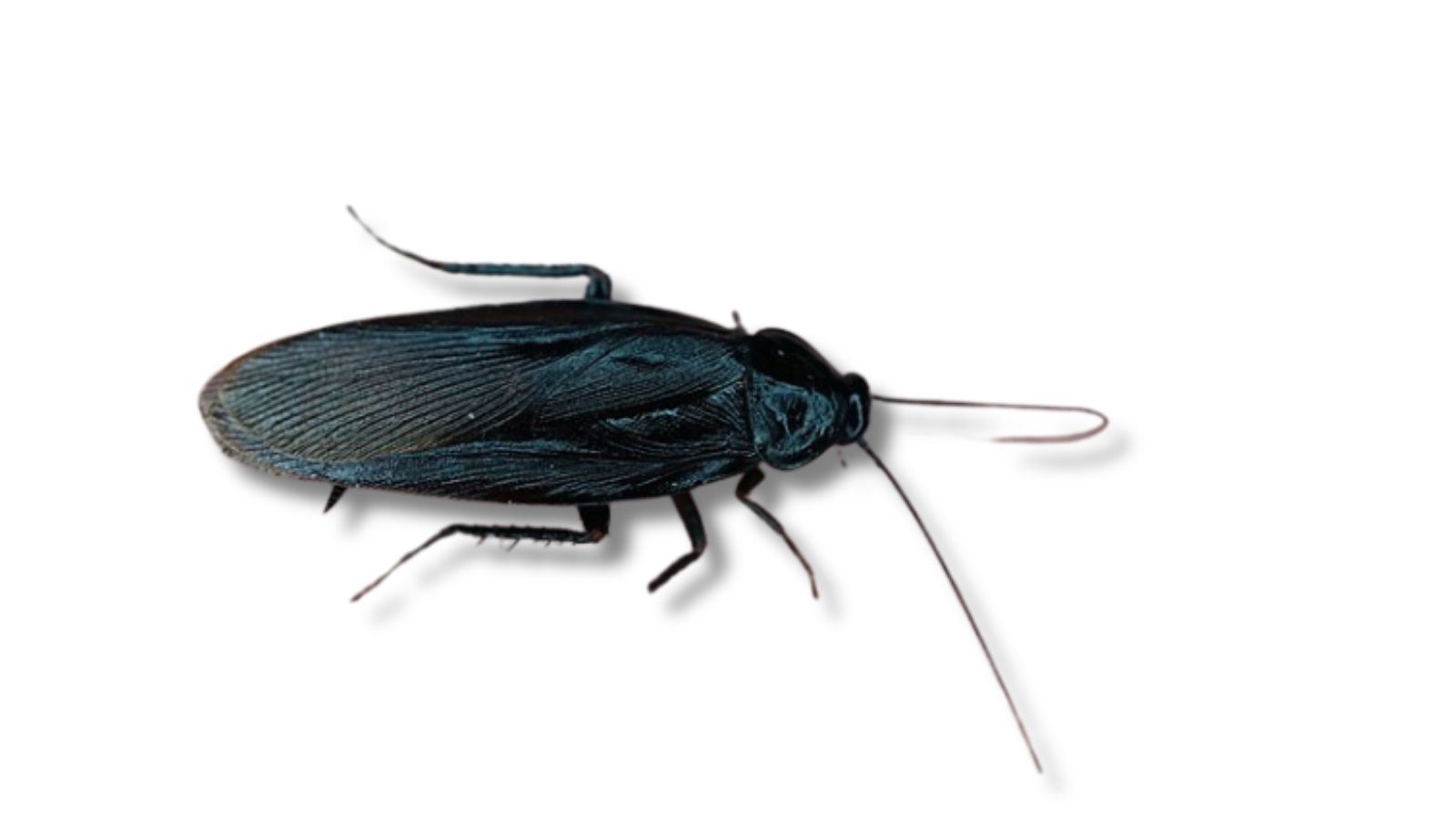 ヤマトゴキブリの成虫(Periplaneta japonica・寒さに強い在来種)