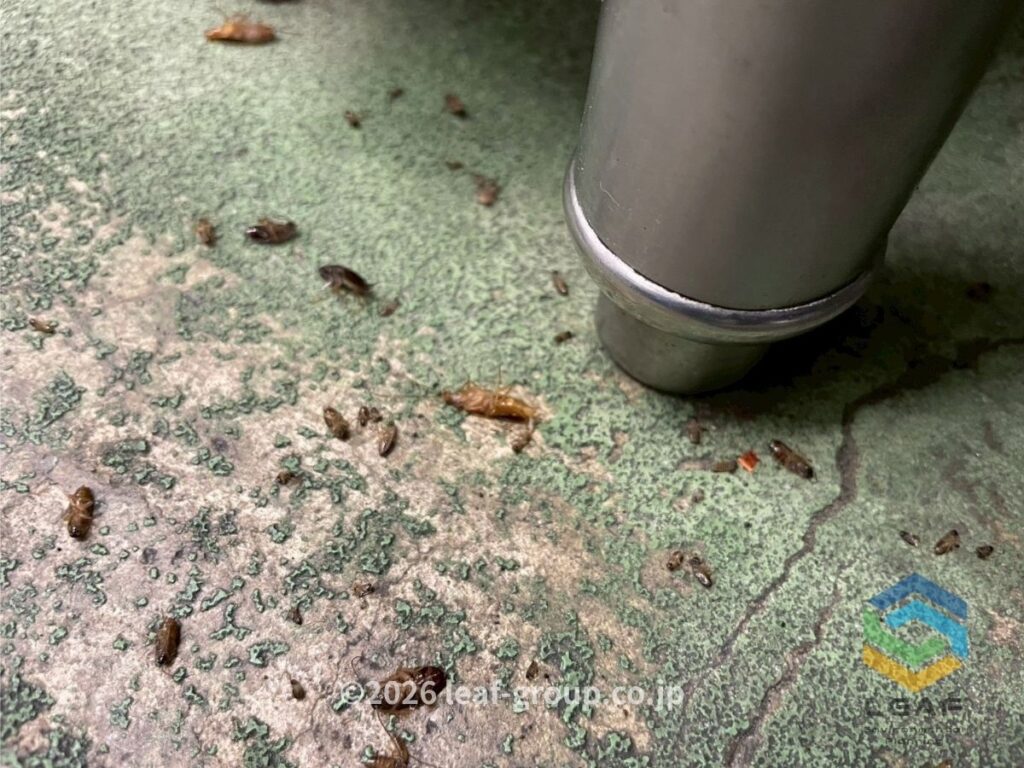 駆除後に床へ出てきたゴキブリの死骸