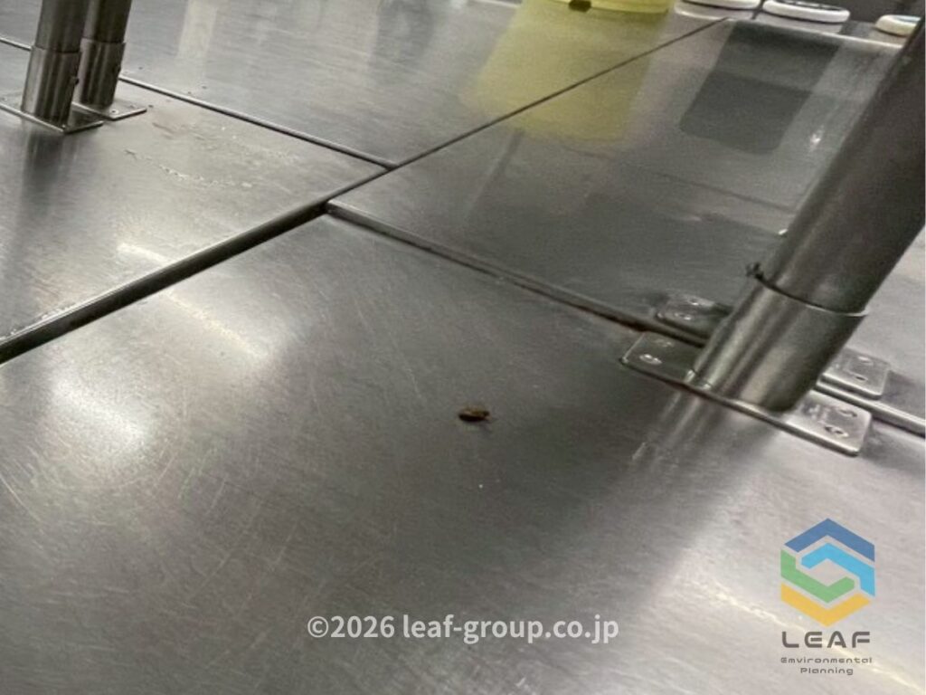 駆除後に作業台に残ったゴキブリの死骸