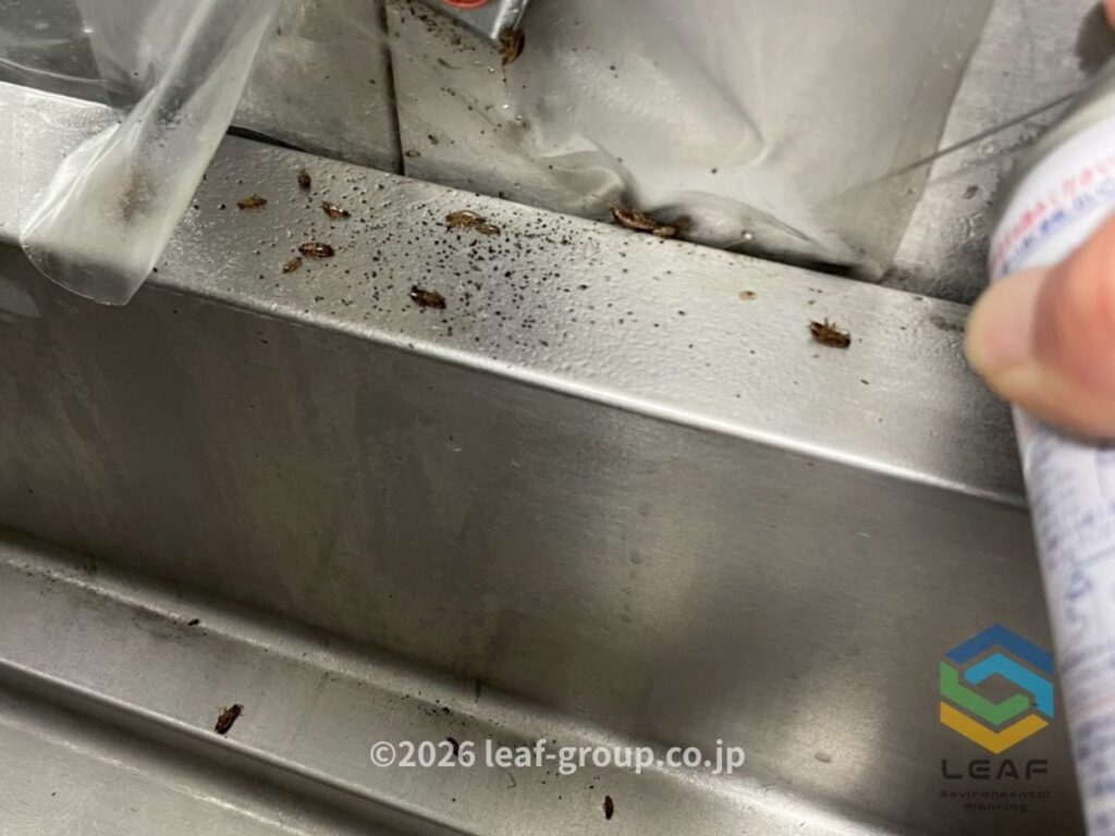 発生源へのスプレー噴霧で追い出されたチャバネゴキブリの様子