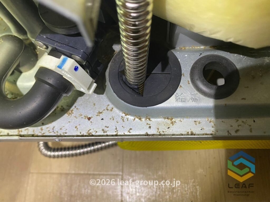 給湯器内部の底に溜まっていたオオチョウバエの死骸（発生源の確認）