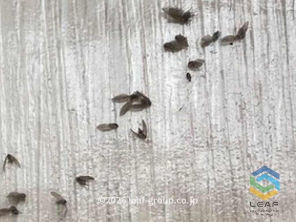 神戸市須磨区の住宅で発生したオオチョウバエ（チョウバエ）