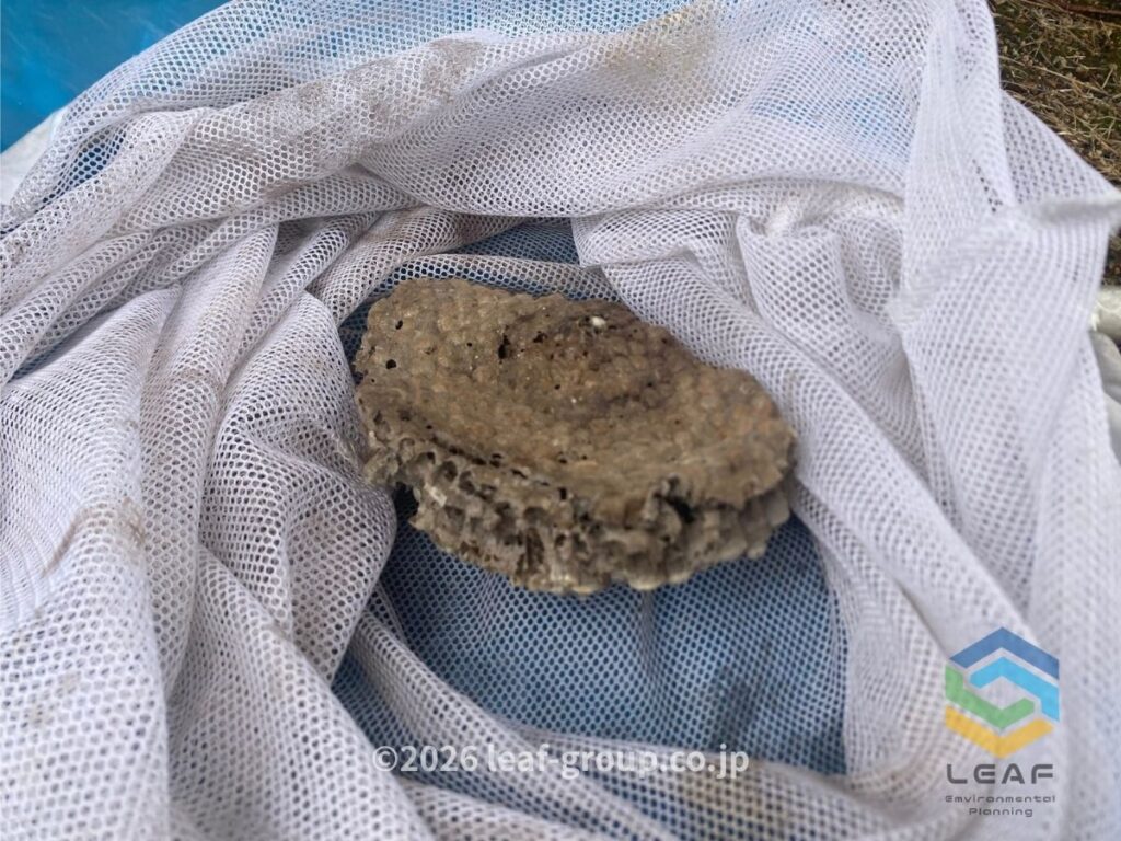 撤去したアシナガバチの巣