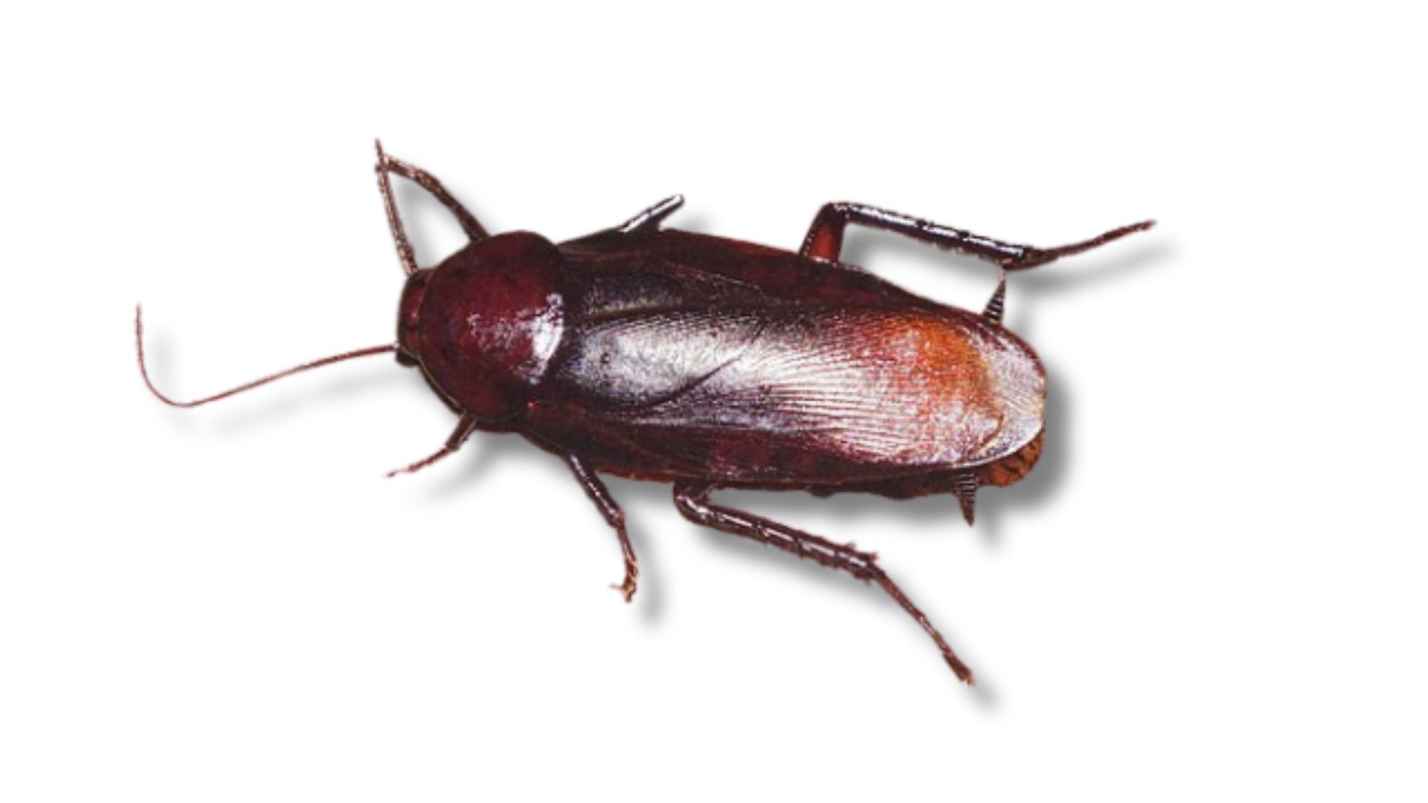 トビイロゴキブリの成虫(Smokybrown cockroach・屋外から侵入する大型種)