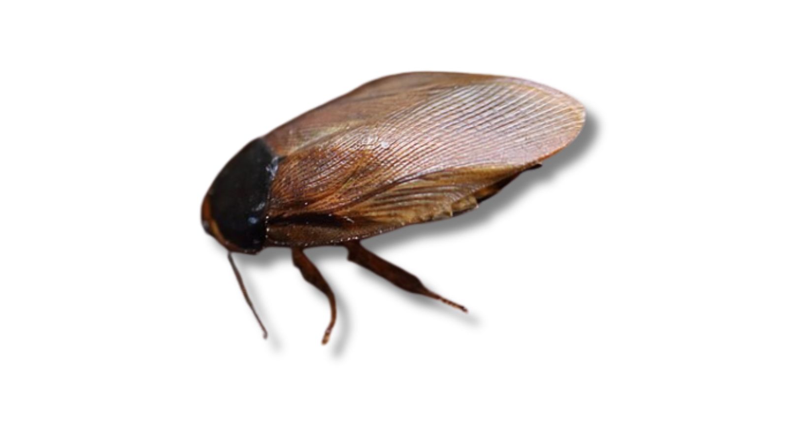 オガサワラゴキブリの成虫(Pycnoscelus surinamensis・単為生殖する種)