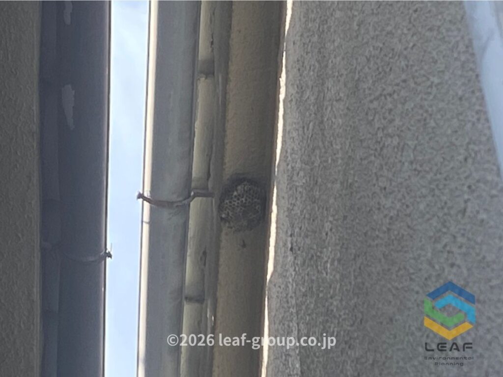 神戸市垂水区福田 アシナガバチの巣 施工前