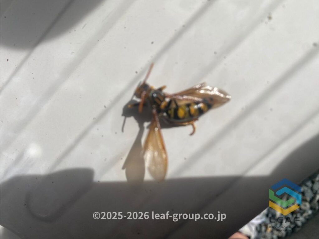 アシナガバチ 死骸