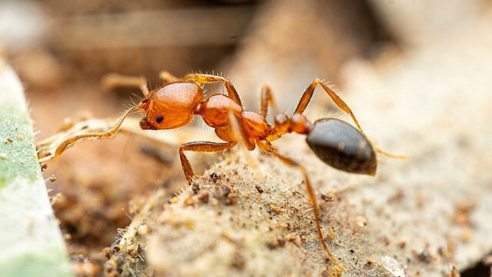 ヒアリ 危険 毒針 外来種
