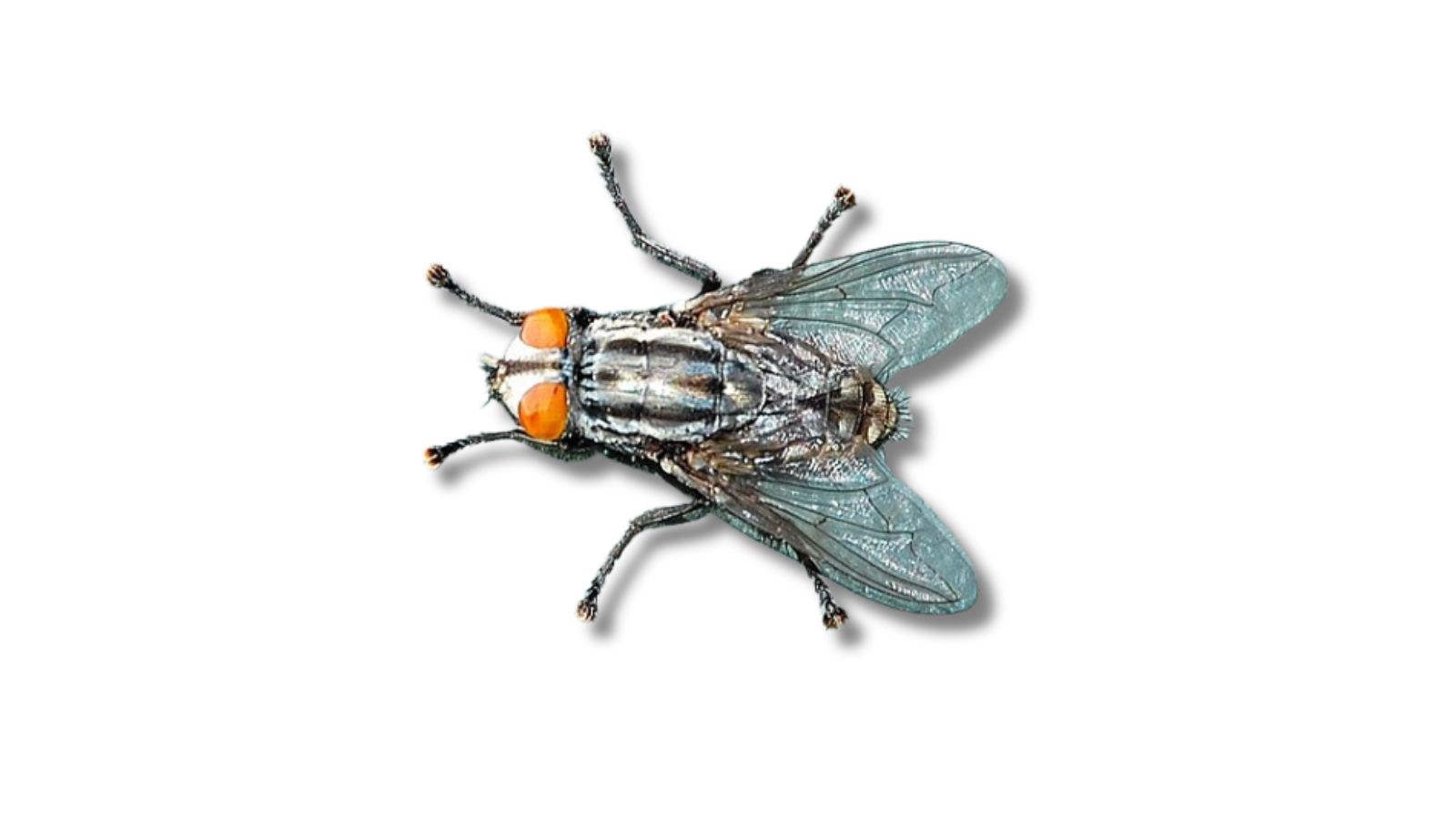 ニクバエの成虫