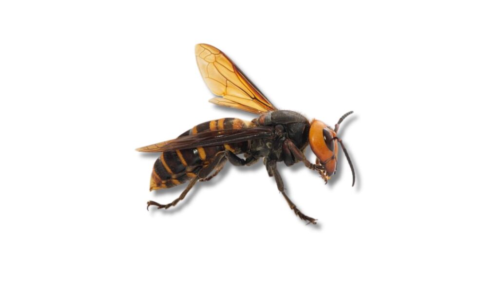 オオスズメバチの成虫を横から見た様子