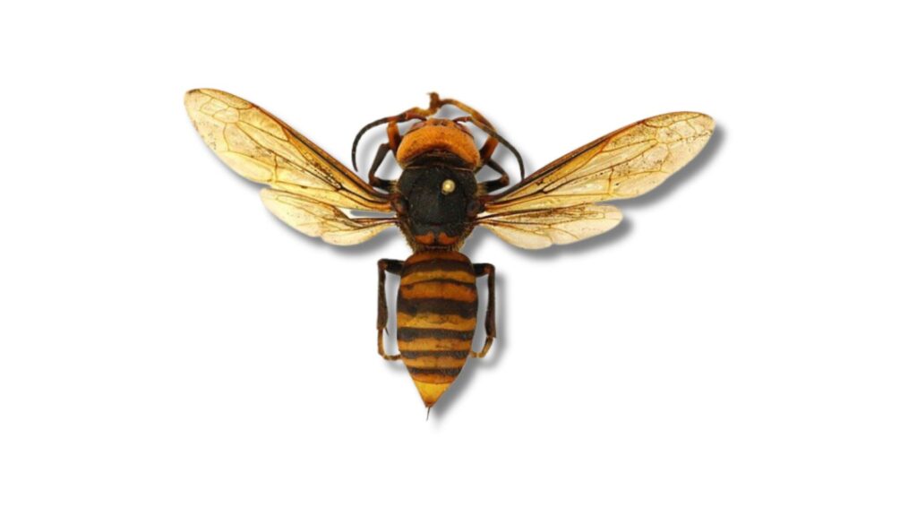 オオスズメバチの成虫を上から見た様子