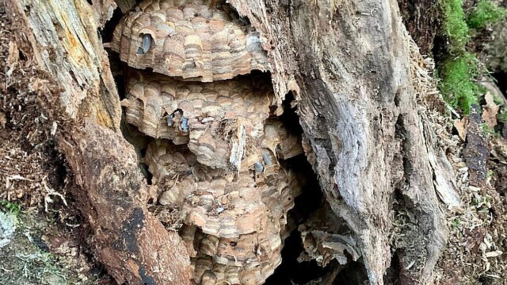 オオスズメバチの巣（樹洞の営巣）