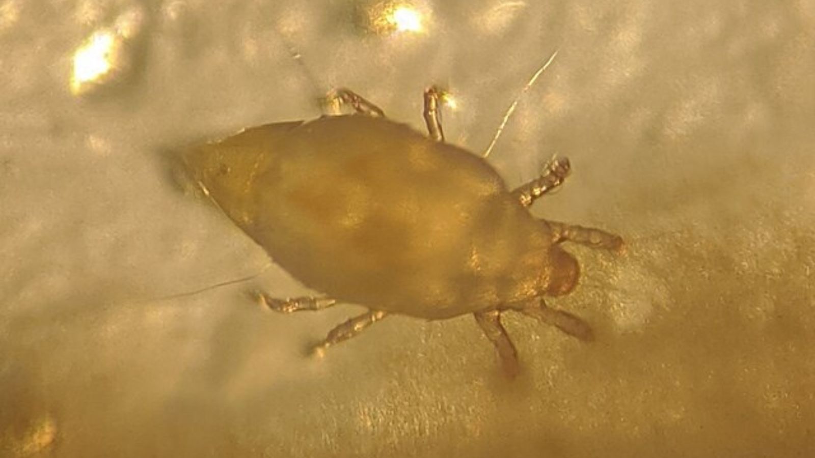 コナダニ 食品 発生 小さい ダニ