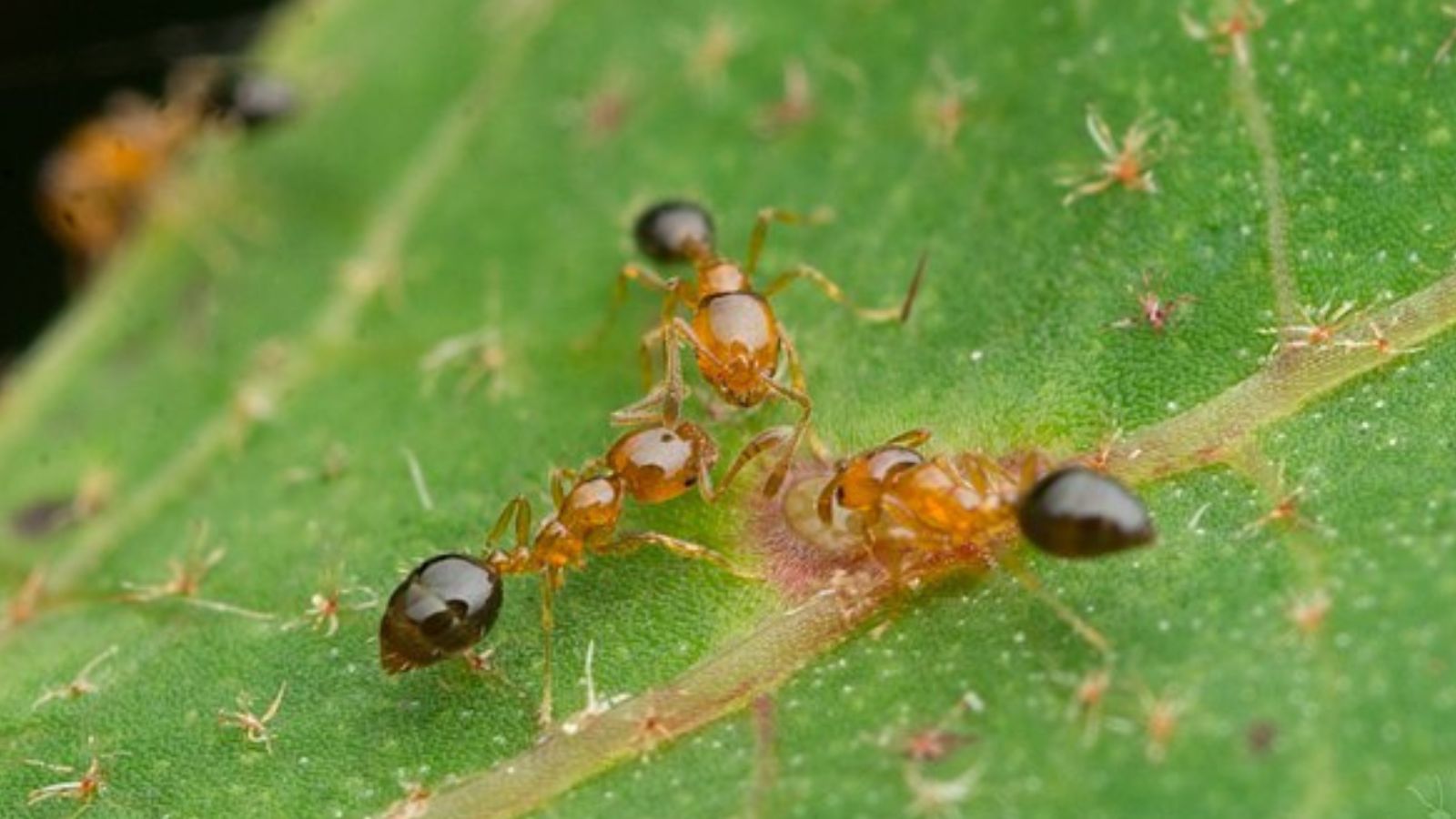 ヒメアリ 小型 室内 発生