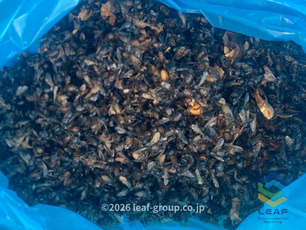 回収したミツバチ 大量