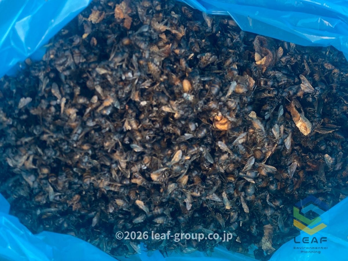 明石市田町｜駆除した大量のミツバチの死骸　アフター