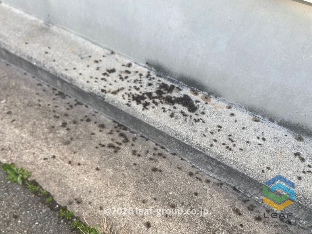 ミツバチ駆除 作業中 死骸