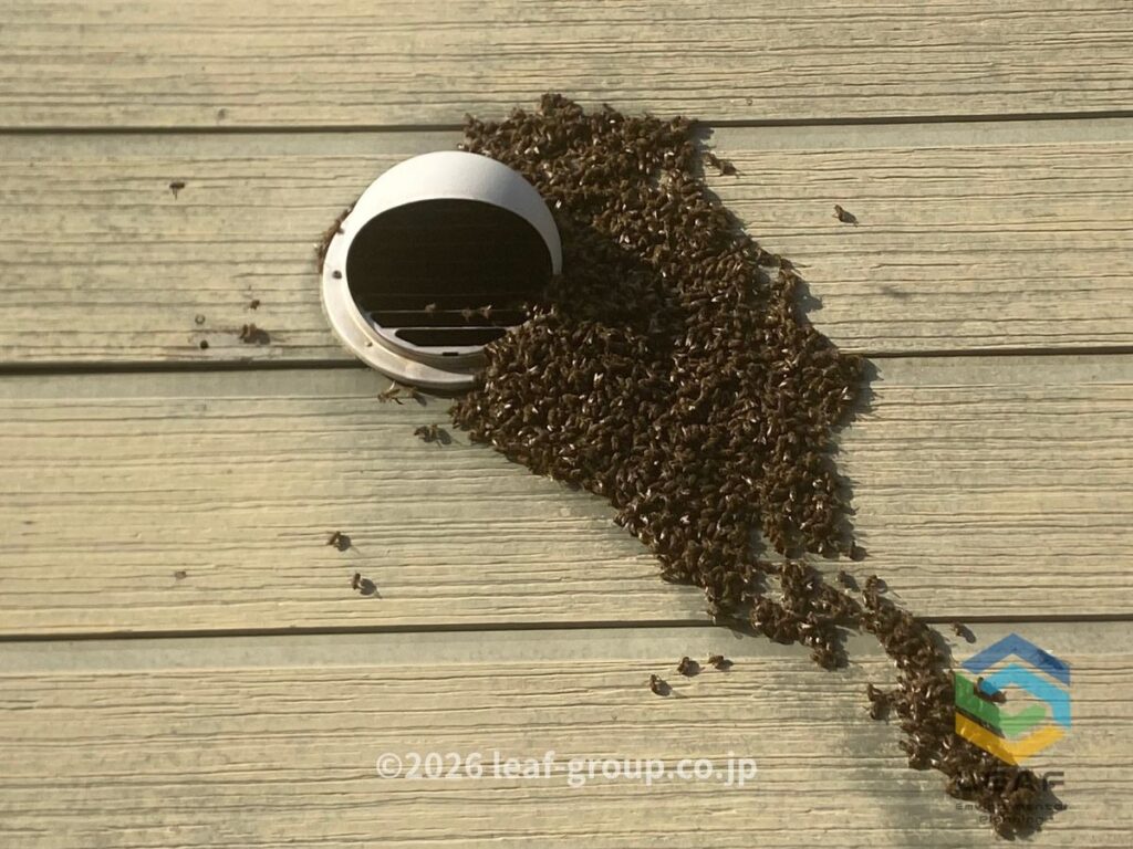 ミツバチ 分蜂 外壁 近距離 明石市