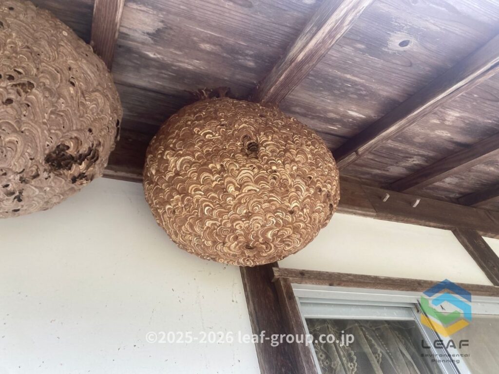 キイロスズメバチ 古巣 大型
