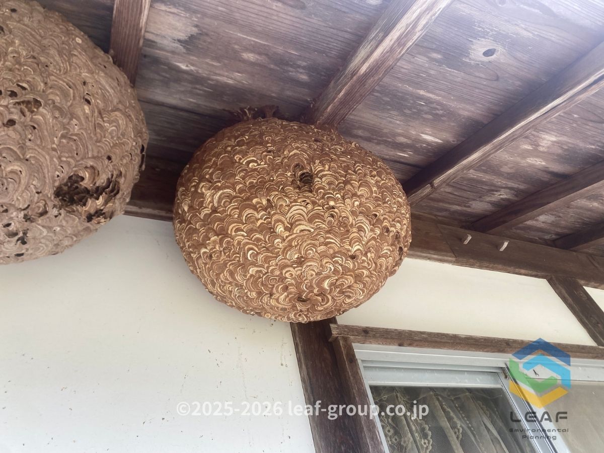 丹波篠山市立金｜50cmを超える巨大な巣跡　ビフォー