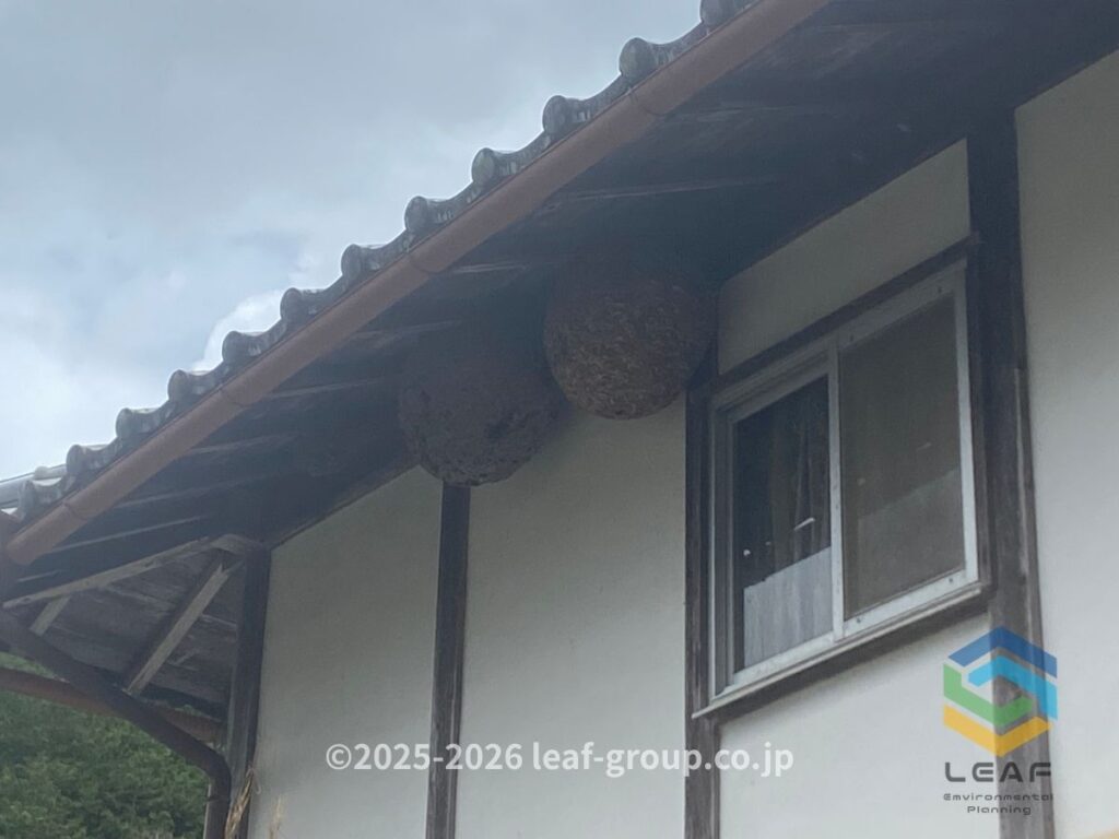 スズメバチ 古巣 軒下 丹波篠山市