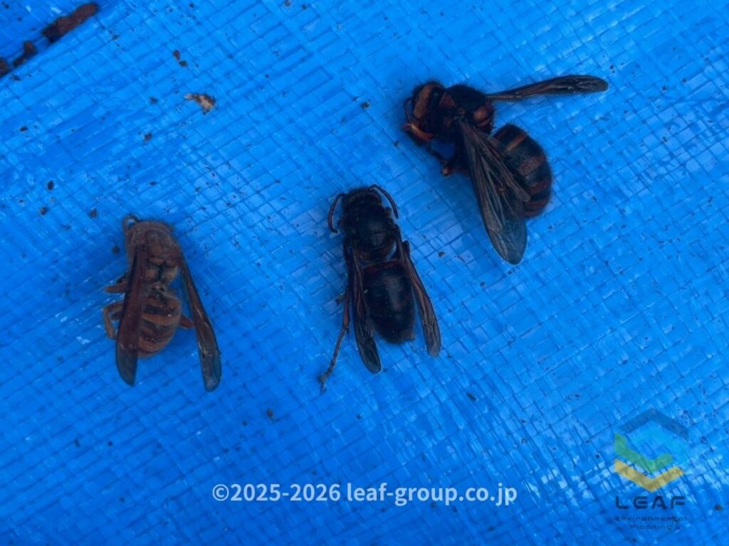 オオスズメバチ チャイロスズメバチ キイロスズメバチ