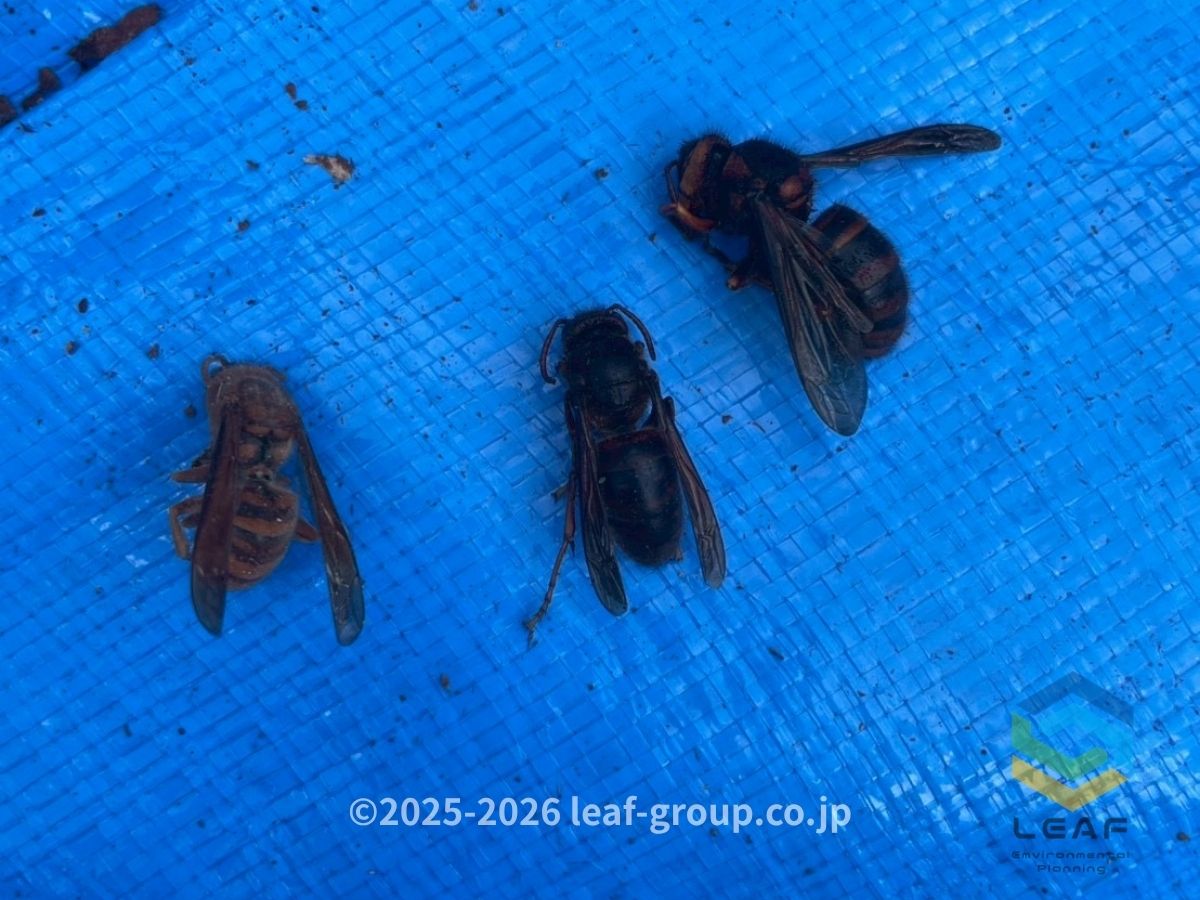丹波篠山市立金｜巣内で越冬していたオオスズメバチ・キイロスズメバチ・チャイロスズメバチ　アフター