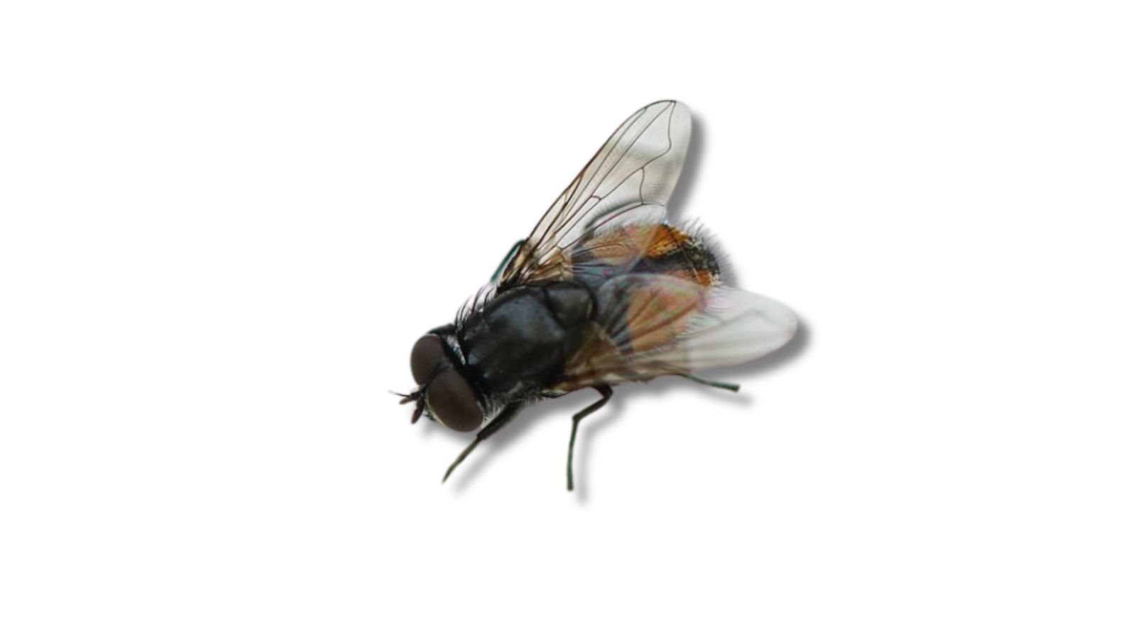 イエバエの成虫