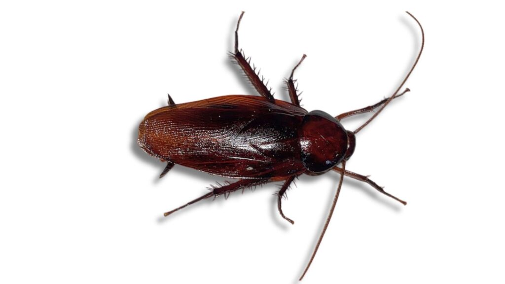 クロゴキブリの成虫(大型の家庭害虫)