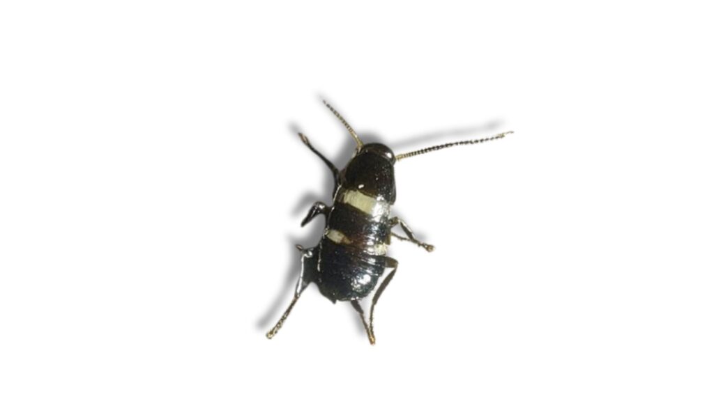 クロゴキブリの幼虫(幼体)