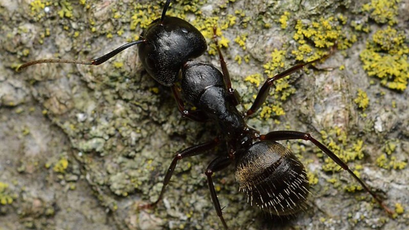 クロオオアリ 大型 アリ