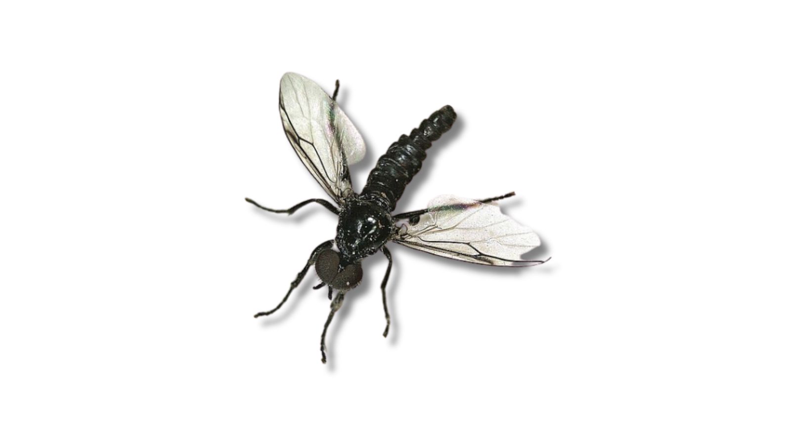 ニセケバエ(コバエ)の成虫