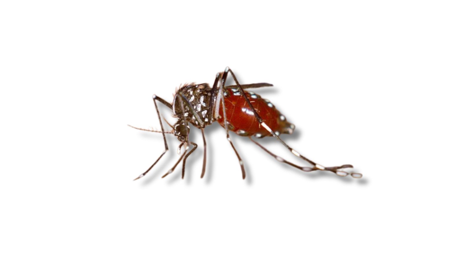 アカイエカの成虫