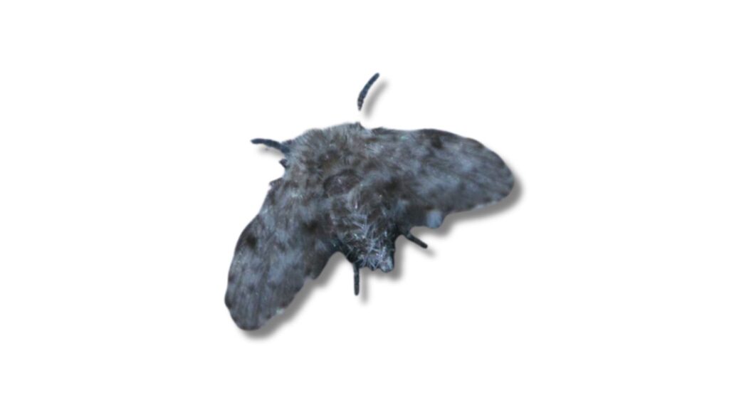 ホシチョウバエ（コバエ）の成虫