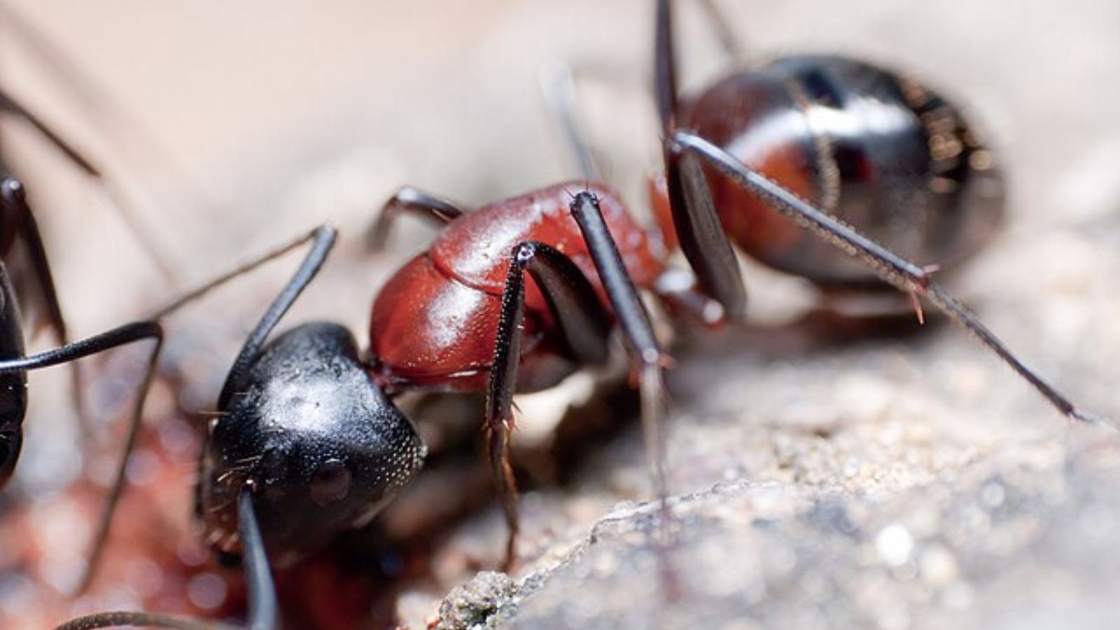 ムネアカオオアリ 木材 営巣