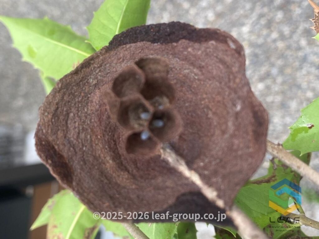 巣房 卵 スズメバチ