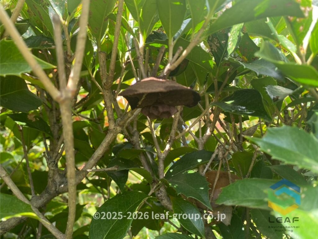 庭木 内 巣 初期